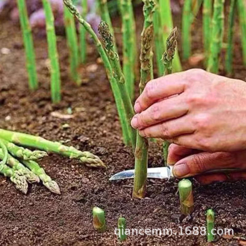 Asparagus Seedlings Root Seedlings Three-Year-Old Asparagus Root Seedlings Asparagus Vegetable Seedlings Courtyard Four-Season Planting Perennial Balcony Potted Plants