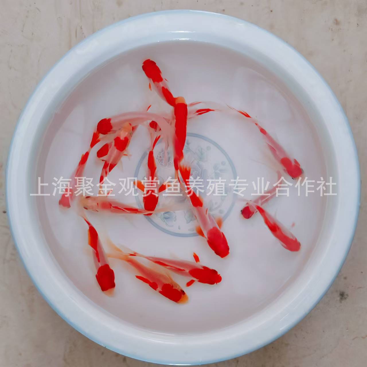 Small Goldfish Live Fish Good Live Goldfish Ornamental Fish Live Grass Gold Live Fish Wholesale Stall Jar Small Red Grass Resistant Live Fish
