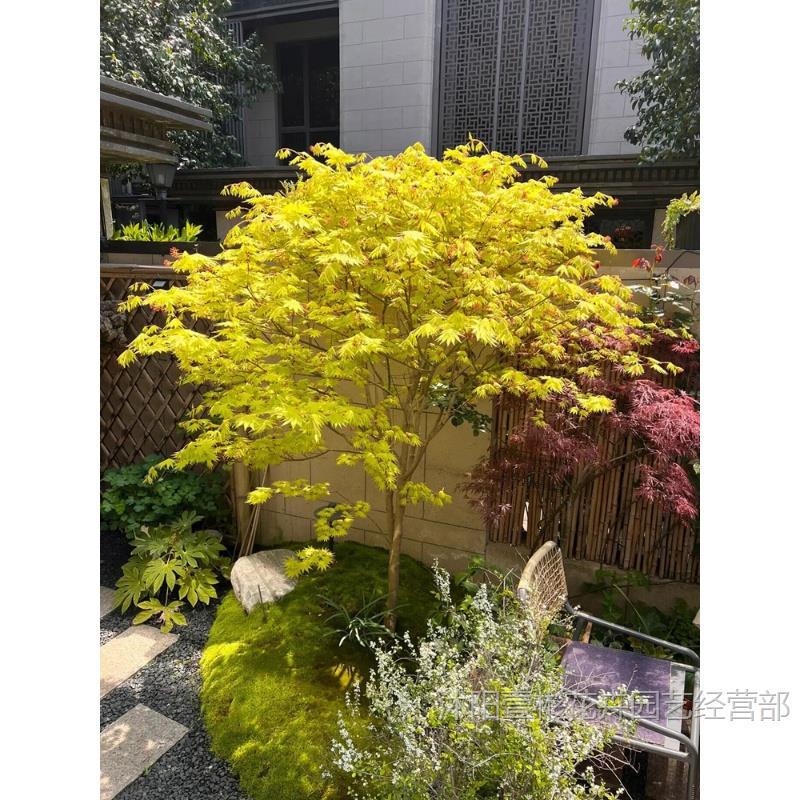 Саженцы золотого клена, круглогодичное лиственное растение для балкона