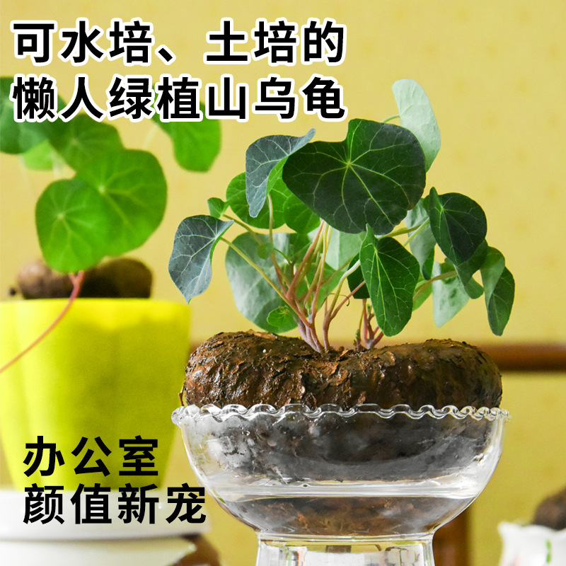 Mountain Turtle Seed Ball Climbing Vine Plant Thousand Gold Vine Seed Ball Green Red Vine Gold Does Not Change Hydroponic Soil Culture Germination Alpine Turtle