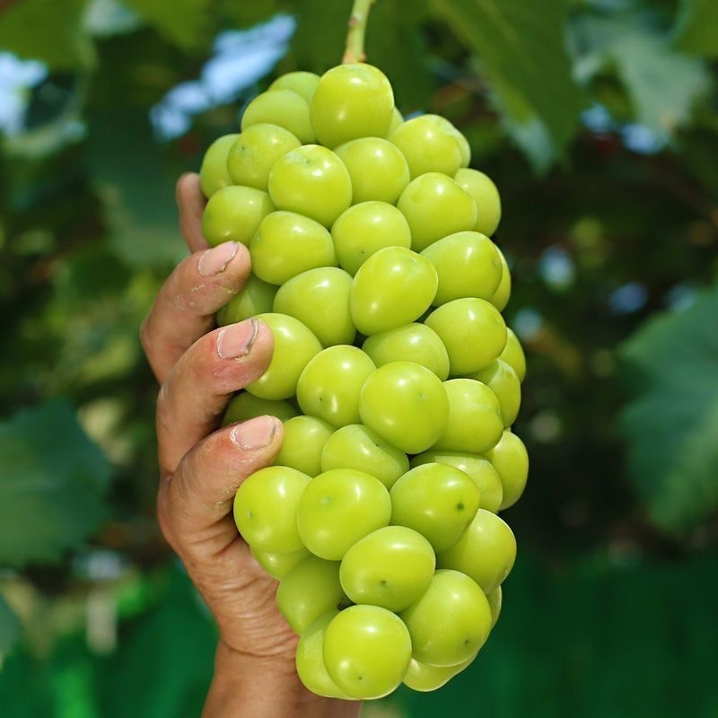 Authentic Sunshine Rose 2.5kg Whole Box of Fresh Seasonal Grapes for Pregnant Women Seasonal Fruit 1.5kg Wholesale Free Shipping 10 Qingwang