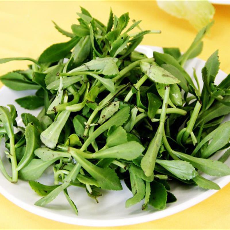 High-Vegetable Wild Vegetables Can Save the Heart. Calcium Vegetables Can Be Grown Now and Sold. Healthy Fresh Seedlings. Free Shipping for All Seasons