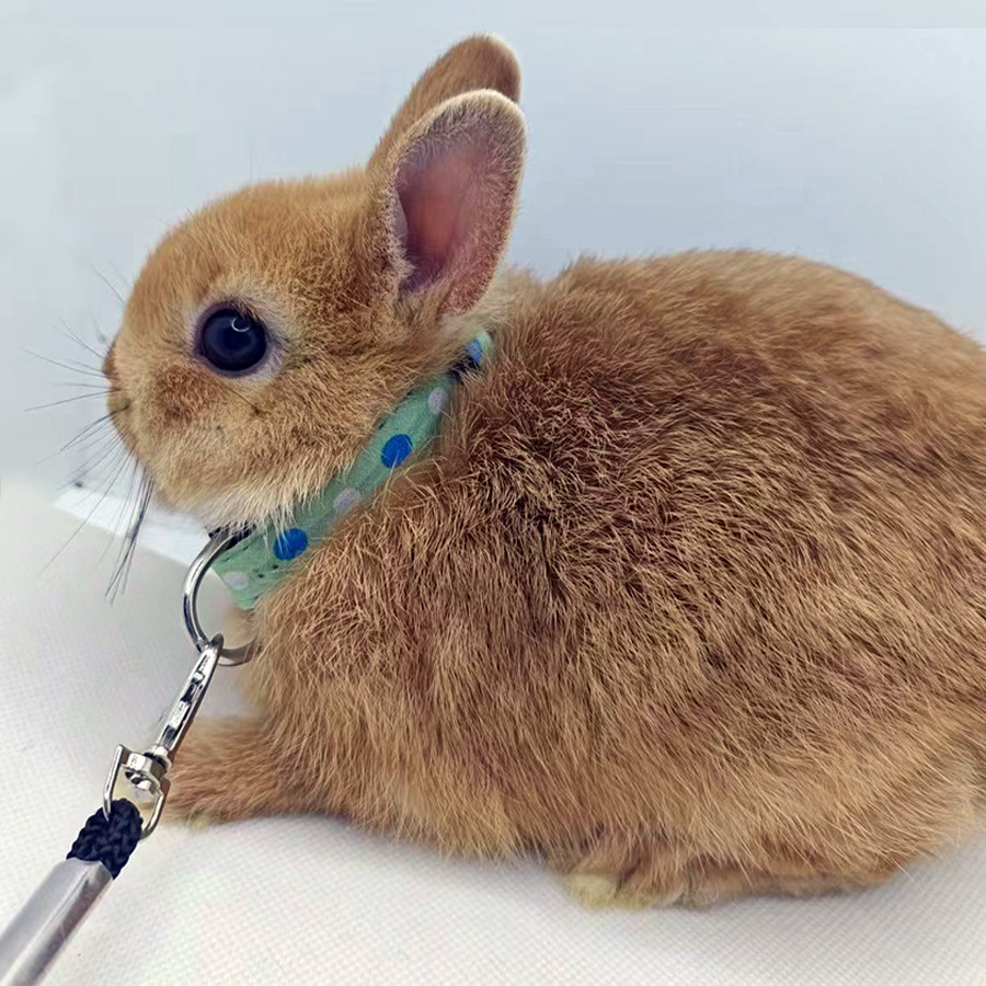[Small Wholesale] Pet Rabbit Leash, Squirrel, Hamster, Guinea Pig, Snow Leopard, Guinea Pig Collar, Walking Rope