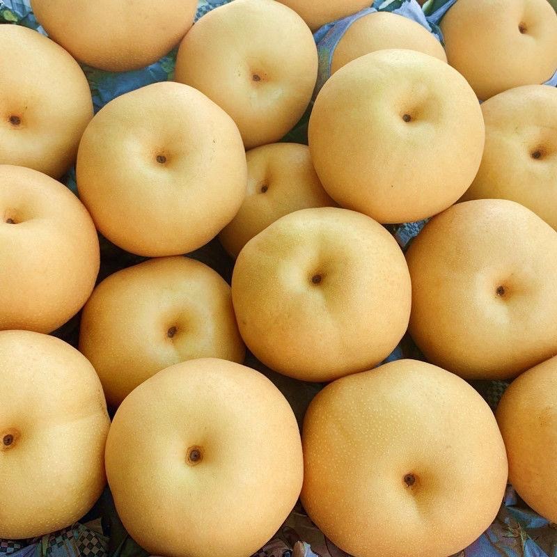 Authentic Fengshui Pears, Whole Box, Rock Sugar Pears, Freshly Picked Fruit, Not Autumn Moon Pears, Produced in Laiyang, Shandong