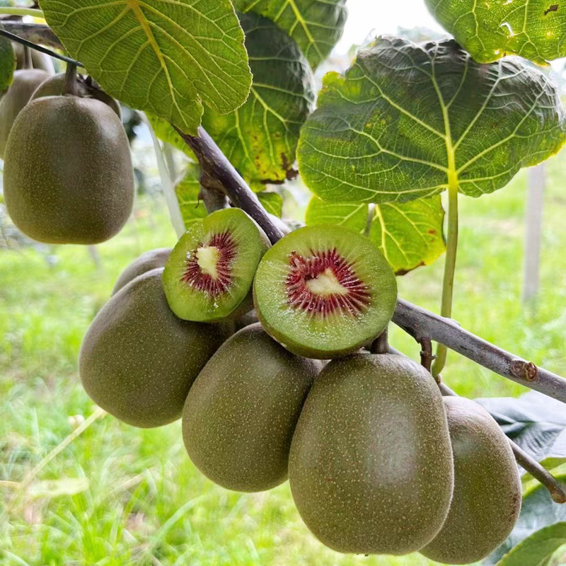 Свежий киви из Пуцзяна, Сычуань, собранный вручную, первоклассное качество, сезонный фрукт