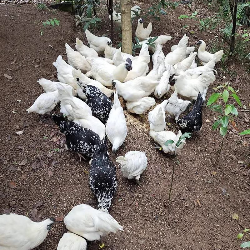 Zhejiang Jiangshan White-Feathered Black-Bone Chicken, a Famous Chicken Breed from Zhejiang Province, Live Chickens, Breeding Chickens, Wild Chickens, White-Feathered Chickens, Can Be Hatched and Kept Warm