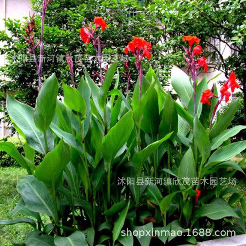 Canna Bulbs, Large-Flowered Canna Bulbs, Perennial Canna Seedlings, Courtyard Indoor Green Plant Bulbs, Easy to Survive