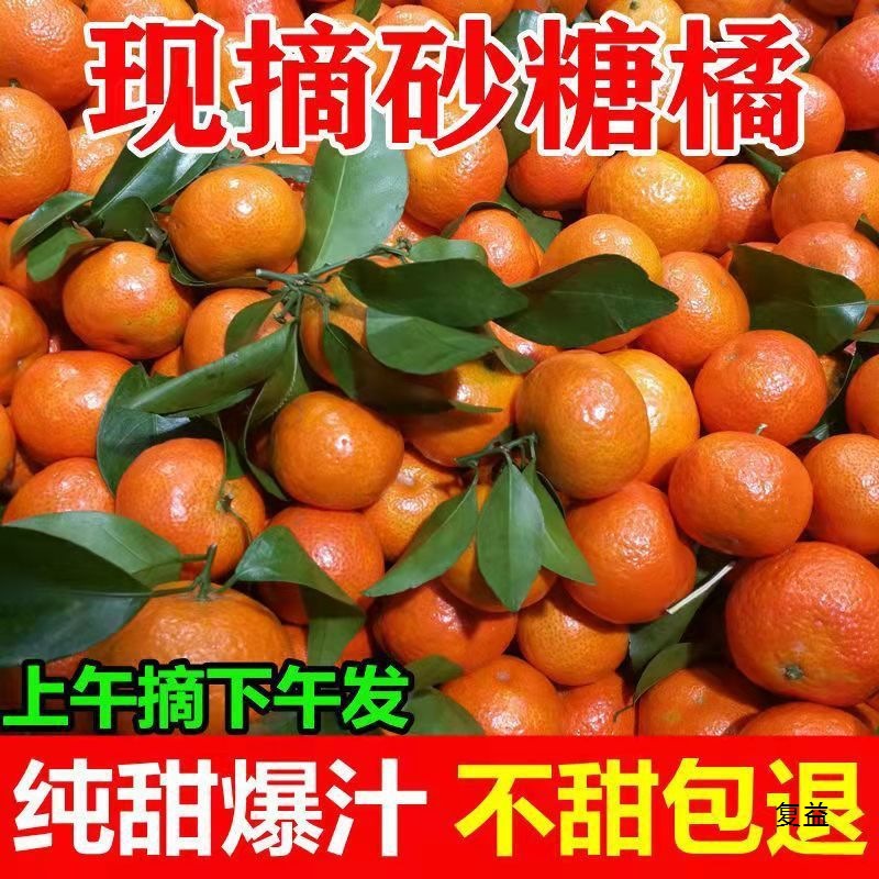 Freshly Picked Guangxi Sugar Oranges, Fresh Fruits with Thin Skin and Juicy Oranges, Super Sweet Sugar Oranges