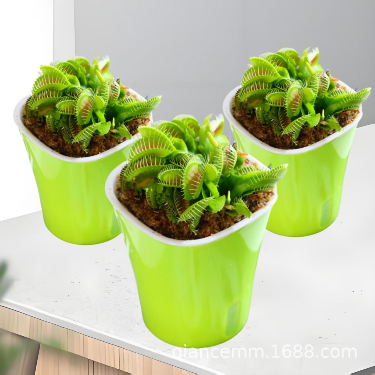 Extra-Large Venus Flytrap Potted Plant for Kindergarten, Pitcher Plant Insectivorous Carnivorous Flower Hydroponic Plant, Sundew Mosquito-Repelling Green Plant