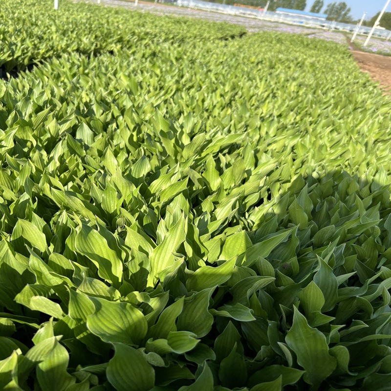 Hosta Flower Seedlings, Perennial Perennial Shade-Tolerant and Heat-Tolerant Foliage and Flower Plants, Courtyard Ornamental Hosta Bud Potted Plants