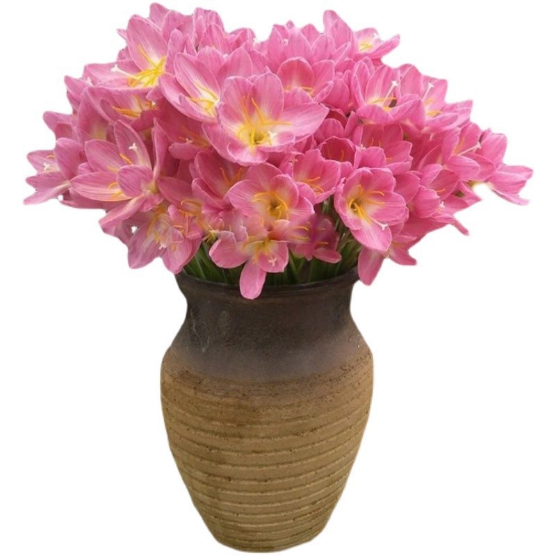 Rain Lily Bulbs Bloom in All Seasons, Double-Flowered Leek Orchid Onion Flower Seedlings, Indoor and Outdoor Courtyard Flower Beds, Cold-Resistant Potted Plants