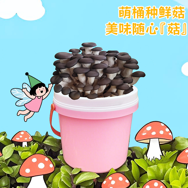 Flat Mushroom Planting Bucket Potted Indoor Children's Edible Mushroom Gift Box DIY Succulent Balcony