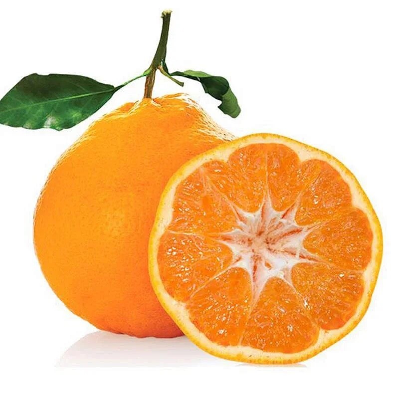 Dropshipping of Daya Citrus Saplings, Potted Seedlings Planted in the North and South, Grafted Seedless Four-Season Sweet Orange Fruit Saplings