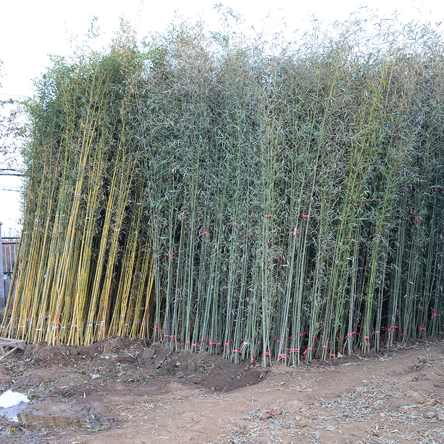 Potted Bamboo Seedlings, Courtyard Hedge Plants, Gold Inlaid Jade Bamboo Green Landscape Bamboo Seedlings, Purple Bamboo Seedlings Base Direct Sales Wholesale