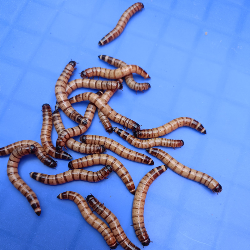 4- 6cm Barley Worms Live Protein Worms Arowana Turtle Lizard Spider Bird Food Pet Delivery Wheat Compress Pack Live