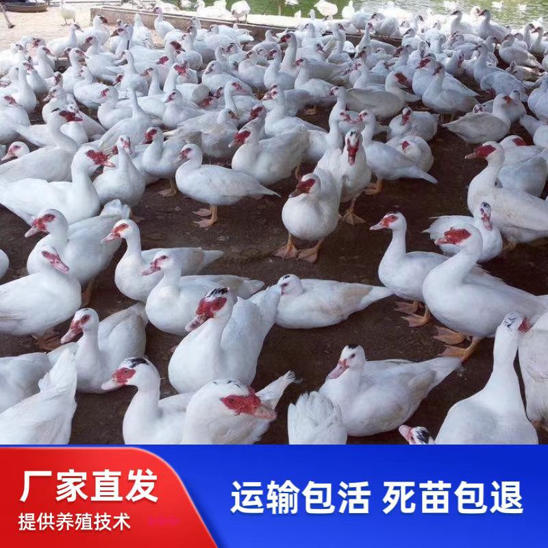 Белая утка, белая браза, белые перья, гусь, шельдок, яйца, живые утки, утята