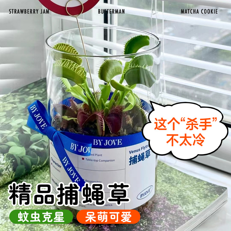 Extra-Large Venus Flytrap Potted Plant for Kindergarten, Pitcher Plant Insectivorous Carnivorous Flower Hydroponic Plant, Sundew Mosquito-Repelling Green Plant