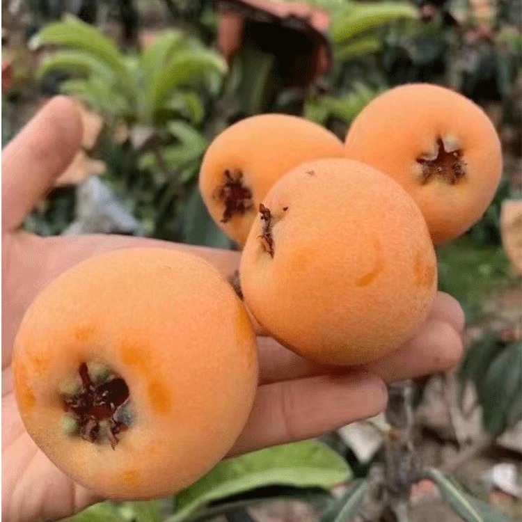 Fresh Fruit for Pregnant Women Sichuan Big Five Star Loquat Sweet Loquat Pipa Fruit Rice Easy Panzhihua Loquat Full Box Free Shipping