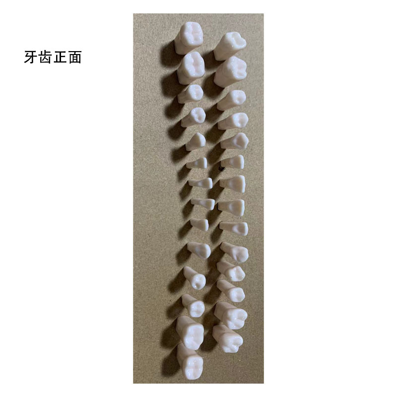 Spot High-Quality Dental Teaching Tooth Preparation Examination Practice 28 Teeth Soft Gum Tooth Model Resin Teeth