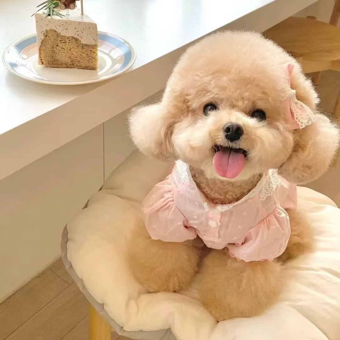 Directly from the Kennel, Live Teacup Dogs, Purebred Teddy Dogs, Home-Bred Dogs, Poodle Puppies, Small Dogs