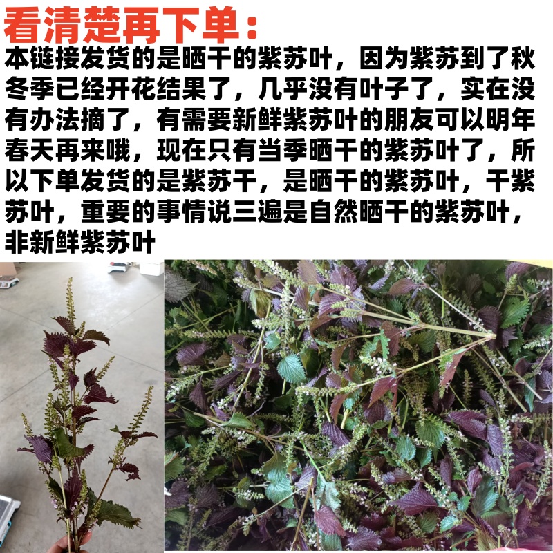 Dried and Fresh Full-Leaf Perilla Leaves with Free Shipping, Freshly Picked Perilla Leaves, Perilla Leaves, Vegetable Fresh Edible Perilla Leaves