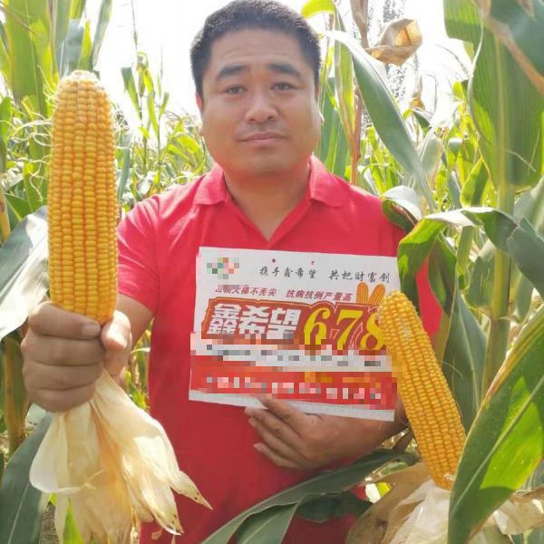 Wholesale Corn Seed Xin Hope 678 Manufacturer Direct Supply Corn Seed Corn Seed Wholesale Corn