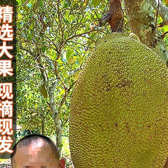 Seasonal Fresh Fruit from Hainan Sanya, Yellow-Fleshed Jackfruit, 20kg Whole Jackfruit, Free Shipping, Red Grade 2