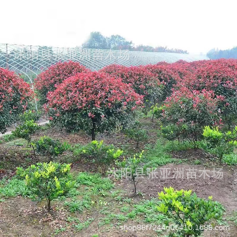 Red-leaf heather ball garden engineering greening plant heather seedlings evergreen four seasons red-leaf heather ball vegetative belt seedlings