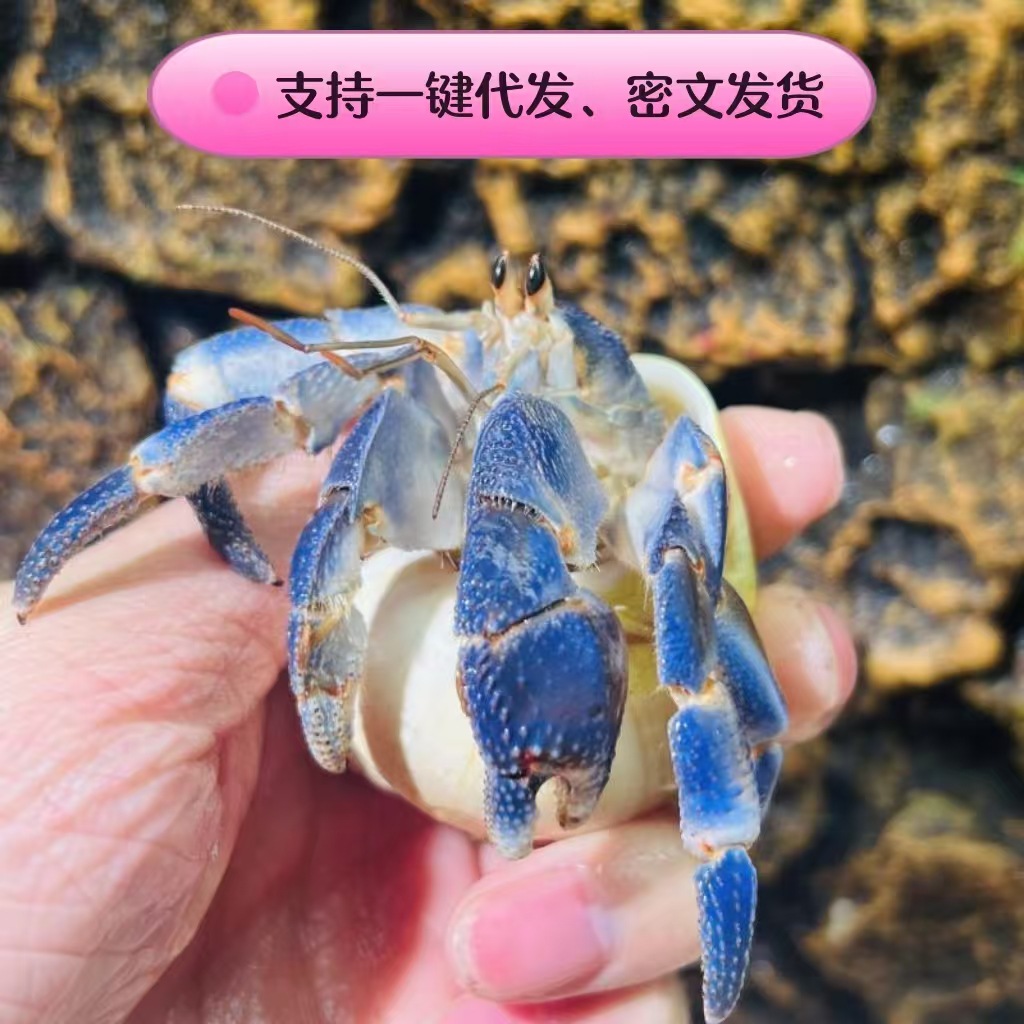 Оптовая продажа крабов-отшельников, милые серые крабы, короткие запястья, темно-фиолетовые, черничные крабы