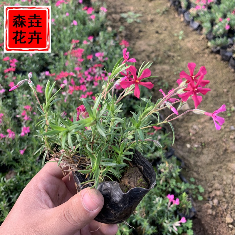 Clustered Phlox Seedlings Potted Perennial Phlox Greening Landscape Perennial Nutrition Cup Seedlings Phlox Cherry