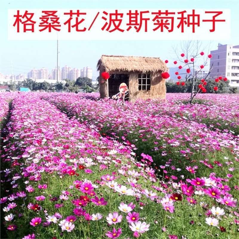 Cosmos Flower Seeds, Gesang Flower Seeds, Spring and Summer Blooming Easy-To-Live Flower Seeds, Courtyard Four-Season Wildflower Combination Seeds
