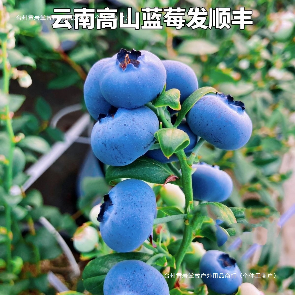 Бесплатная доставка, цветочная голубика из Юньнани, вкусные крупные фрукты, хрустящие фрукты для беременных, сезонная голубика, прямая доставка