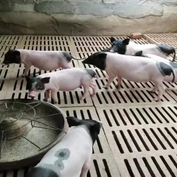 Purebred Luchuan Piglets, Live Piglets, Small Flower Pigs, Small Fragrant Pig Seedlings, Free-Range Luchuan Breeding Pigs, Fattening Pigs