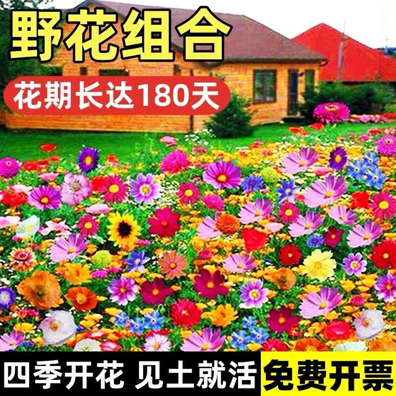 Wildflower Combination Seeds Bloom in All Seasons, Cold-Resistant Flower Seeds, Cosmos Galsang Flowers, Easy-To-Live Courtyard Outdoor Flower Seeds