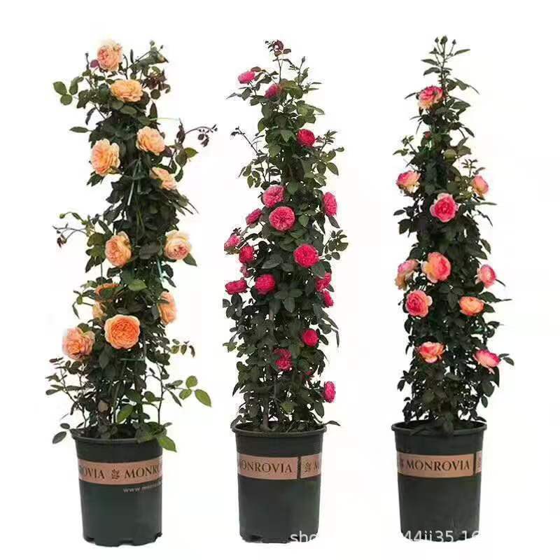 Wholesale of Rattan Rose Seedlings, Climbing Rose Arch, Dragon Sand Gem Potted Plant, Multi-Flowered Rose That Blooms in the Same Year