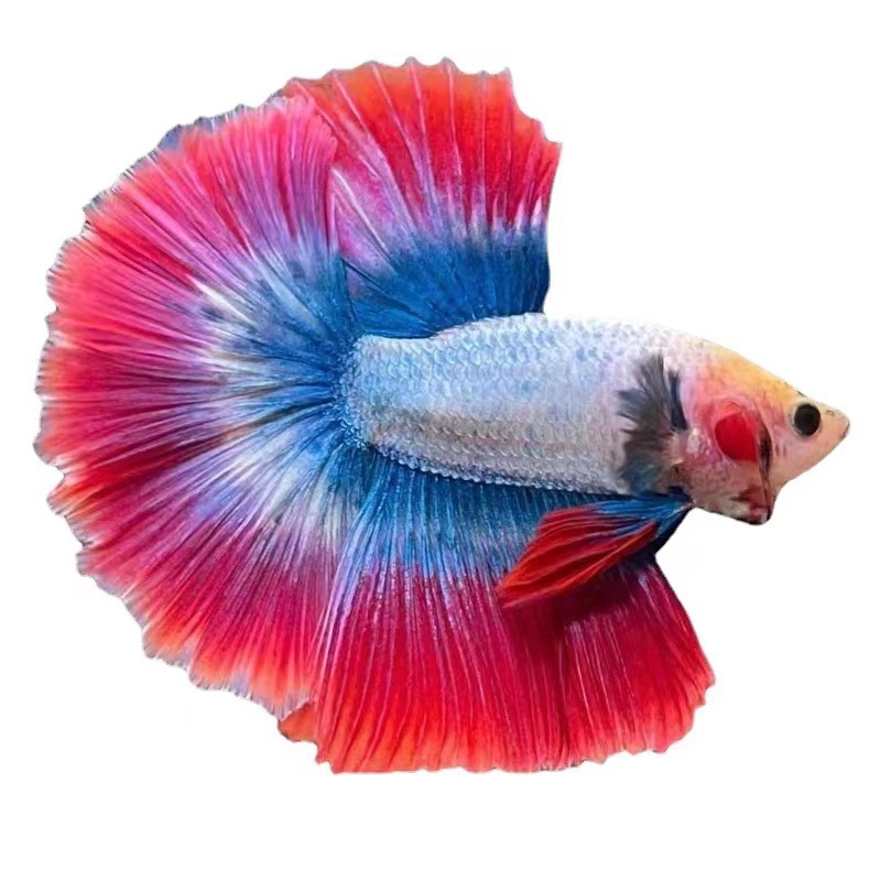 Thailand fighting fish tropical ornamental fish Lion King wedding fish half moon male fish horsetail living night market stall Net red wholesale