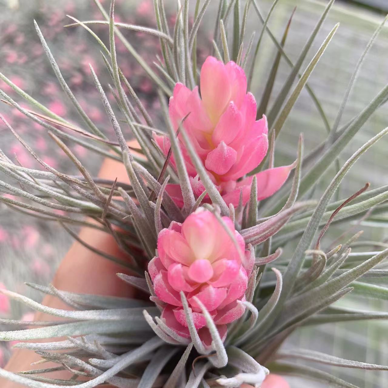 Marshmallows, Beautiful Flower Varieties, Easy to Grow in Groups, Direct Supply from the Manufacturer, Shipped from the Base, Air Pineapple Soilless Plant, Tillandsia Batch