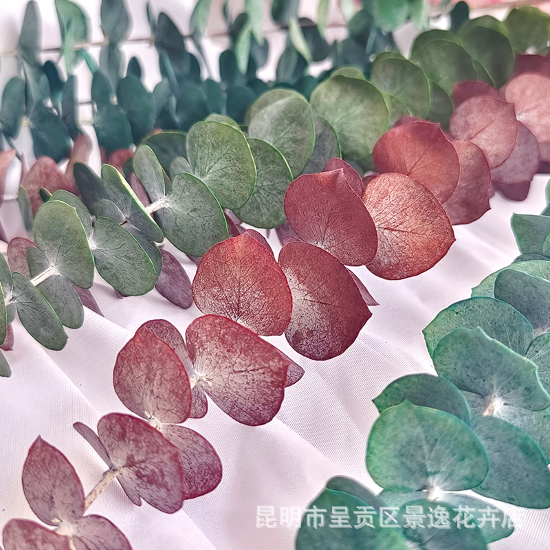 Immortalized eucalyptus leaves copper money eucalyptus immortalized eucalyptus leaves wholesale leaves green leaves small leaves eucalyptus 10/Bunch