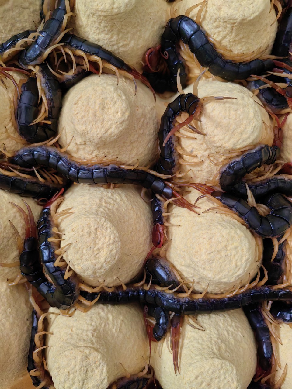 Scorpion Soil Element Live Insect Centipede Arowana Hair Color Centipede Arowana Live Feed Red-Headed Centipede Soaked in Wine Centipede