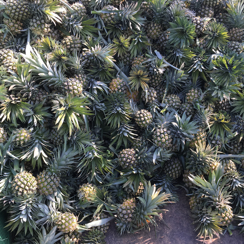 Ananas Small Pineapple Mini Small Pineapple Fresh Fruit with Box 5kg / 4kg / 2.5kg / 1.0kg Factory Wholesale
