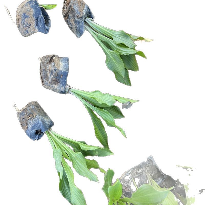 Hosta Flower Seedlings, Perennial Perennial Shade-Tolerant and Heat-Tolerant Foliage and Flower Plants, Courtyard Ornamental Hosta Bud Potted Plants