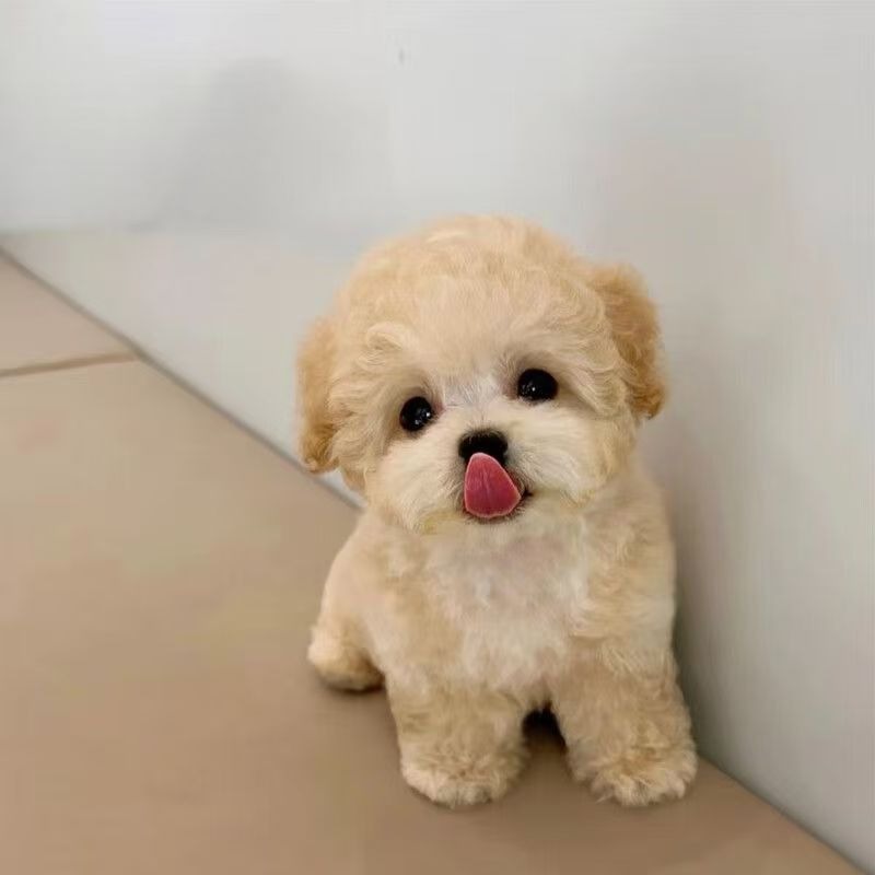 Purebred Teddy Dog Puppy Live Small Teddy Dog Live Animal Teacup Dog Teddy Dog Puppy Puppy Pet Live Dog