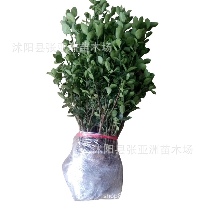Hokkaido Boxwood Holly Wall Park Hedge Plant All Year Round Evergreen Greening Seedlings Large Leaf Boxwood Wholesale