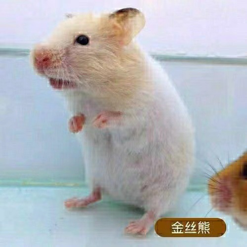 Живые хомяки, вакцинированные, пара трехлинейных золотых медведей