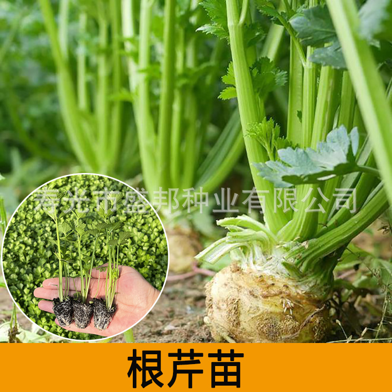 plug-tray celery seedling celery seedling queen/belle celery seedling plucking celery seedling root celery seedling