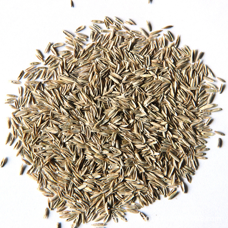 Factory Wholesale Perennial Blue Label Ryegrass Lawn Seeds, Evergreen, Cold-Resistant and Drought-Resistant Greening Slope Protection Grass Seeds for All Seasons