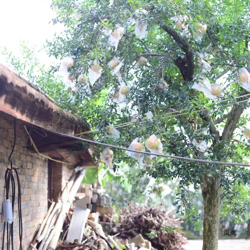 Yunnan Mengzi Sweet Pomegranate Freshly Picked, Thin-Skinned and Juicy, Old Tree, Guaranteed to Be Compensated for Bad Fruit, Net Weight 4.5kg Large Fruit