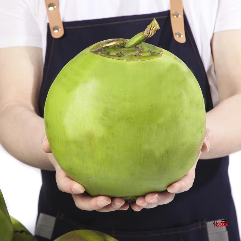 Freshly Picked Fruit Hainan Wenchang Coconut Green Fresh Coconut Milk Fragrant Fruit for Pregnant Women to Replenish Amniotic Fluid Whole Box Free Shipping
