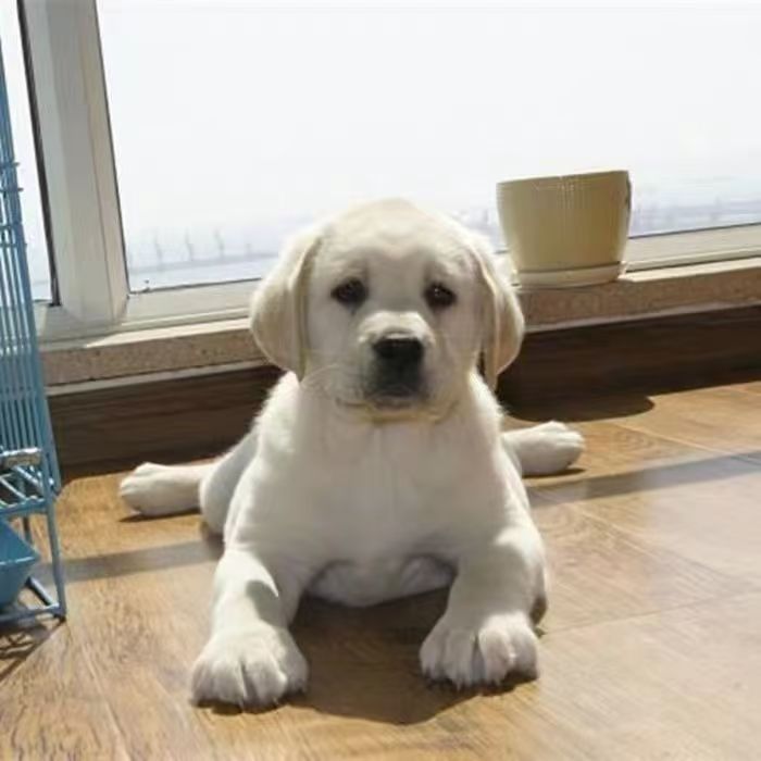 Pure Labrador Living Tour Puppies Puppy Living Objects Double Blood Identification Blind Dogs Large Dogs Pet Dogs