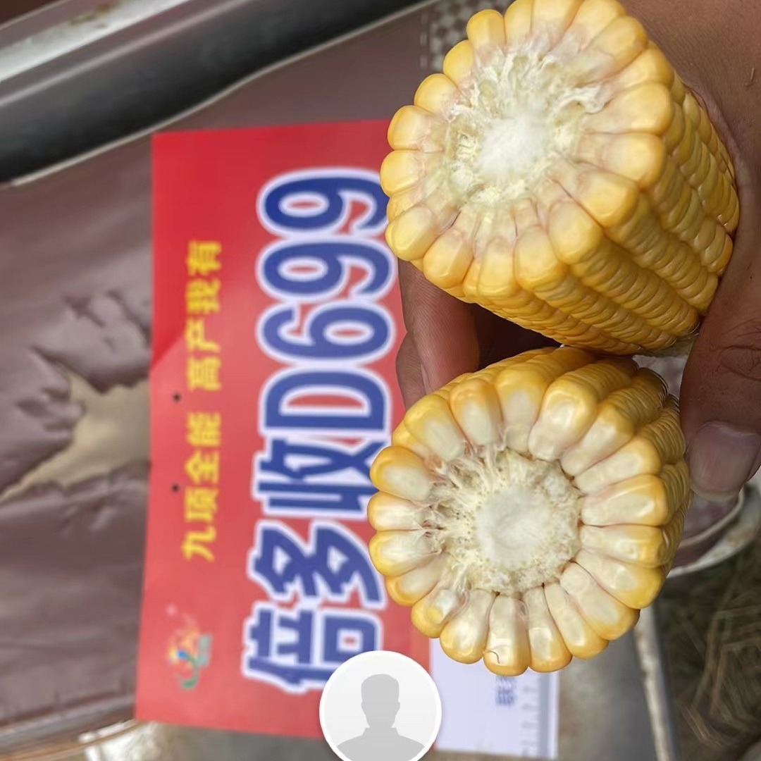 Hybrid Maize Seeds Approval in 2023 Red Axis Can Dew D699 Hybrid Maize Seeds